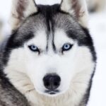 Siberian husky