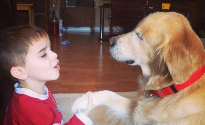 Un chien golden né aveugle se dévoue pour les humains