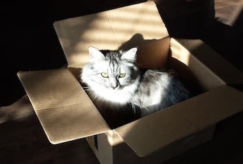 Russie : un bébé abandonné sauvé par un chat errant