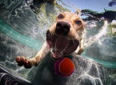 Photos : des chiens font le grand plongeon !