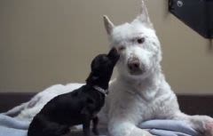 Belle histoire : une chienne sauvée des ordures