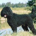 Barbet
