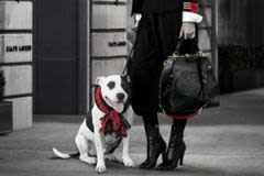 Chiens et chats abandonnés : Ralph Lauren reverse 10 % de ses bénéfices à leur profit