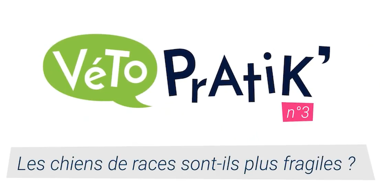 Véto Pratik’ : les chiens de race sont-ils plus fragiles ?