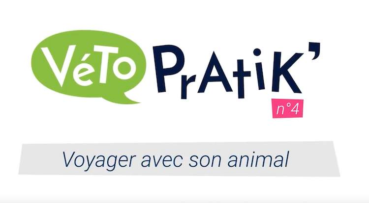 Véto Pratik’ : comment bien voyager avec son animal