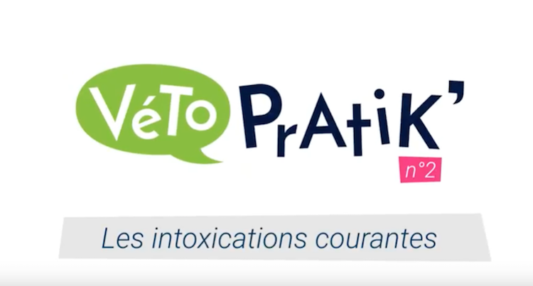Véto Pratik’ : attention aux intoxications