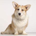 Welsh-corgi