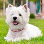 Westie (west highland white terrier)