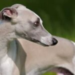 Whippet