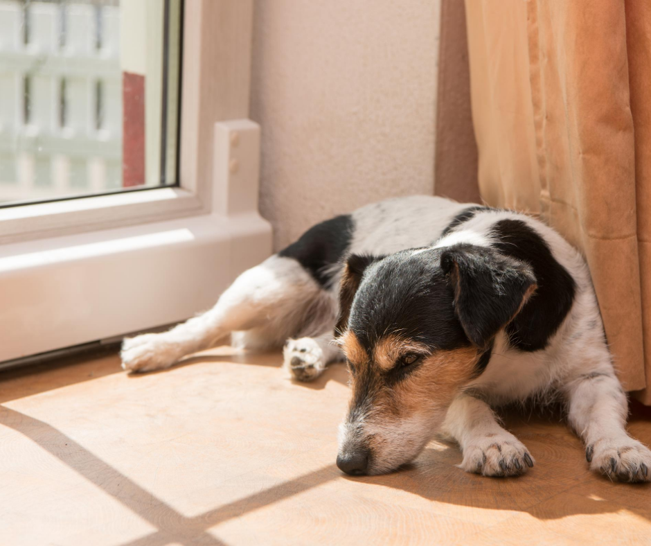 les chiens peuvent d&eacute;velopper le blues de la rentr&eacute;e