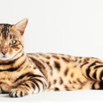 Chat race Bengal