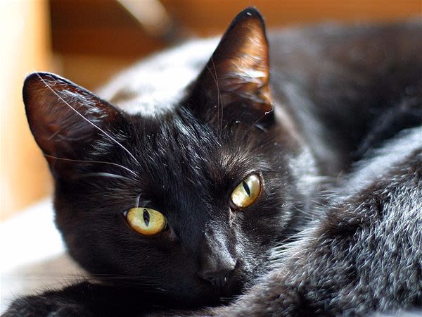 Vaccination du chat : une protection oubliée des maîtres