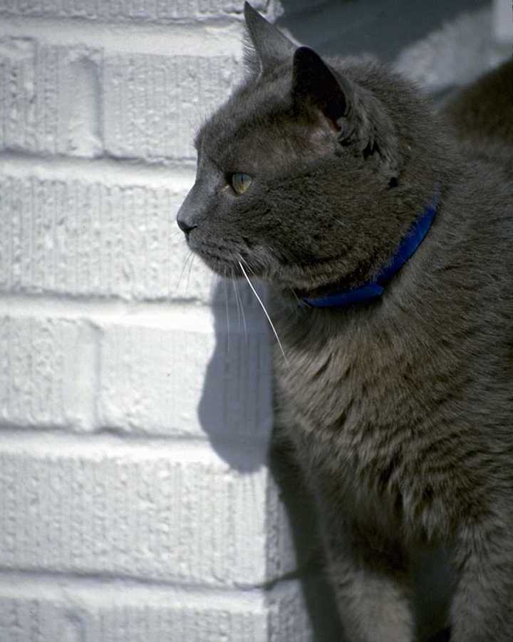 Vermifugation : un geste essentiel pour votre chat