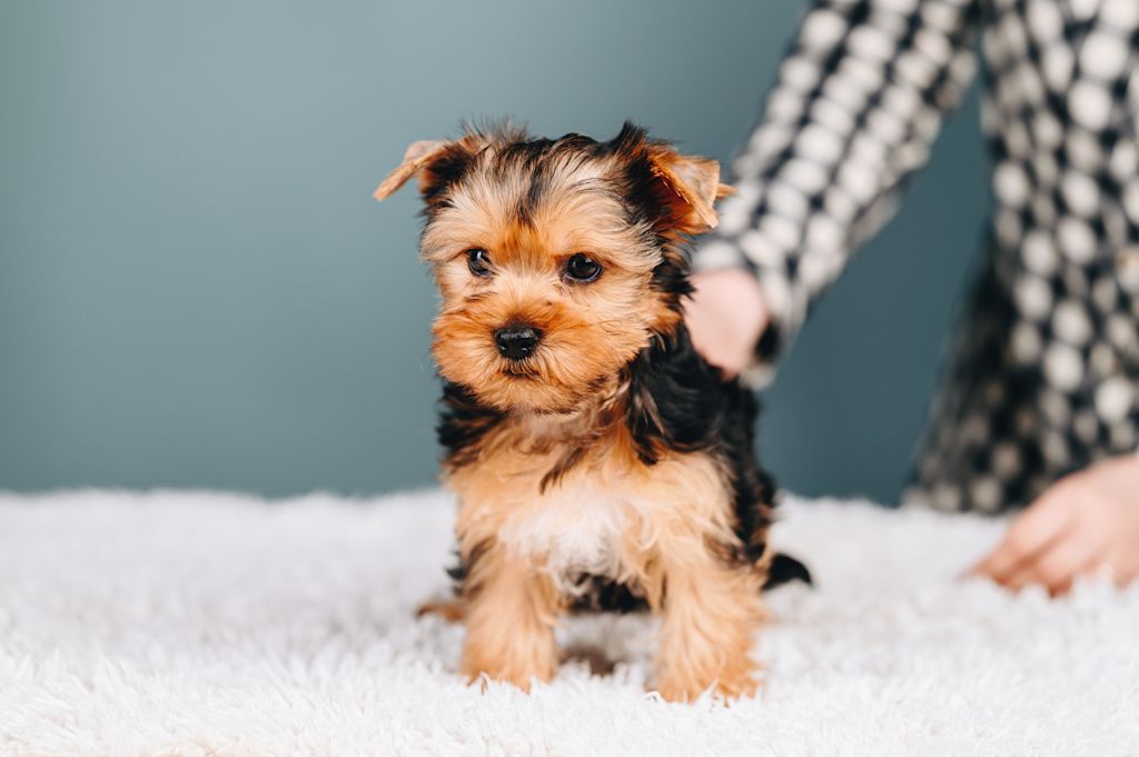 Chiot Yorkshire