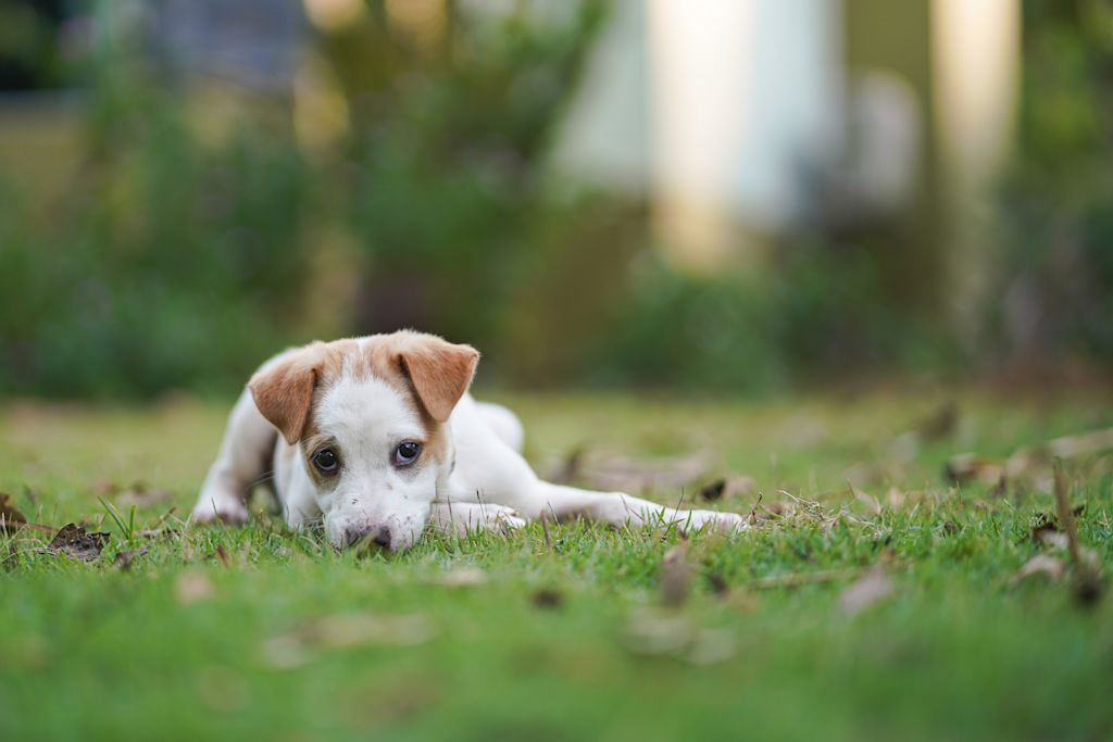 chiot parvovirose