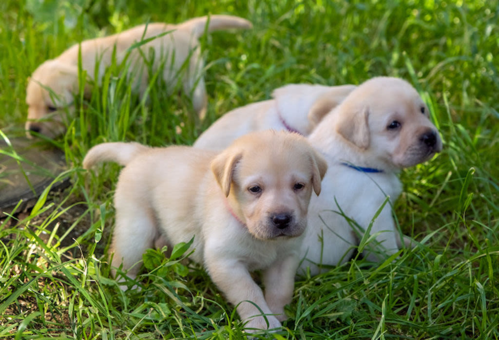 1 chiot parvovirose