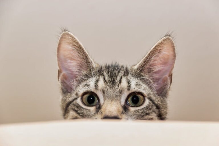 Education : mettez la curiosité de votre chat à profit