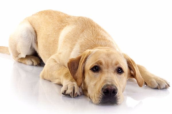 Parvovirose du chien : un vaccin existe