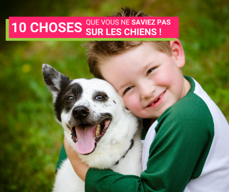 10 choses que vous ne savez pas sur les chiens