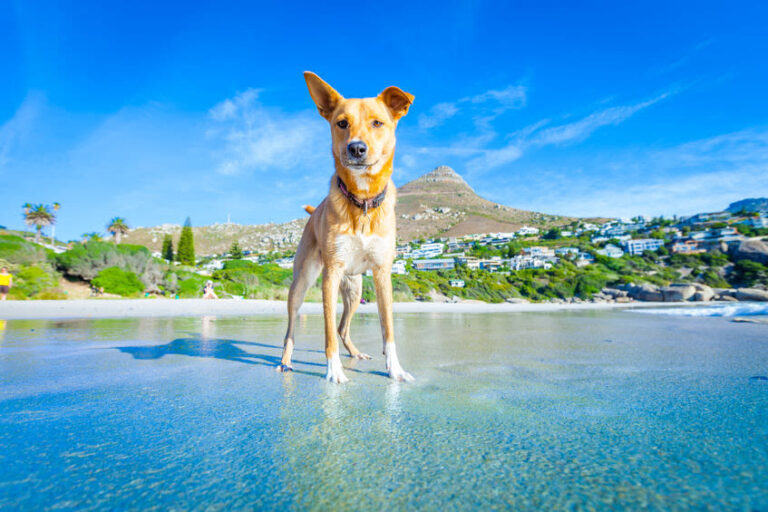 Canicule : un vrai temps de chien !