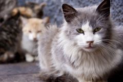 Aider le chat à vieillir en mangeant bien