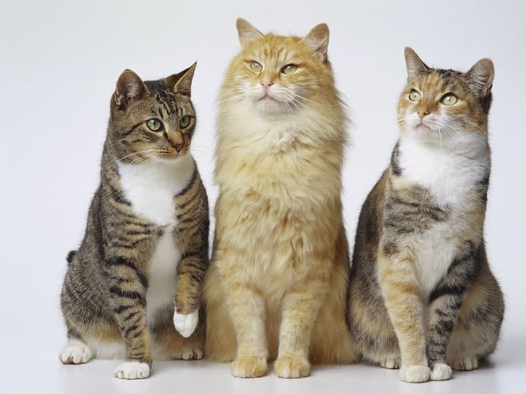 Chat : l’hypertype sur la sellette