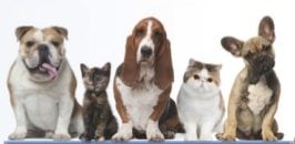 Chats, chiens et vermifuges : les attentes des propriétaires