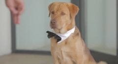 Cannes 2014 : les chiens Luke et Body décrochent la Palm Dog