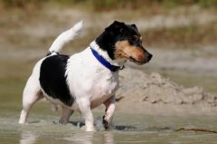 SantéVet_-_chien_en_vacances__-_Carola_Schubbel_-_Fotolia.com.jpg, juin 2010