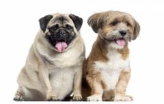 Chiens, chats, rongeurs et oiseaux sont obèses