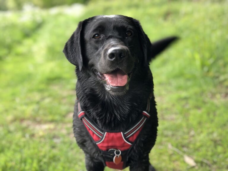 Mon chien remue la queue, comprendre son langage corporel