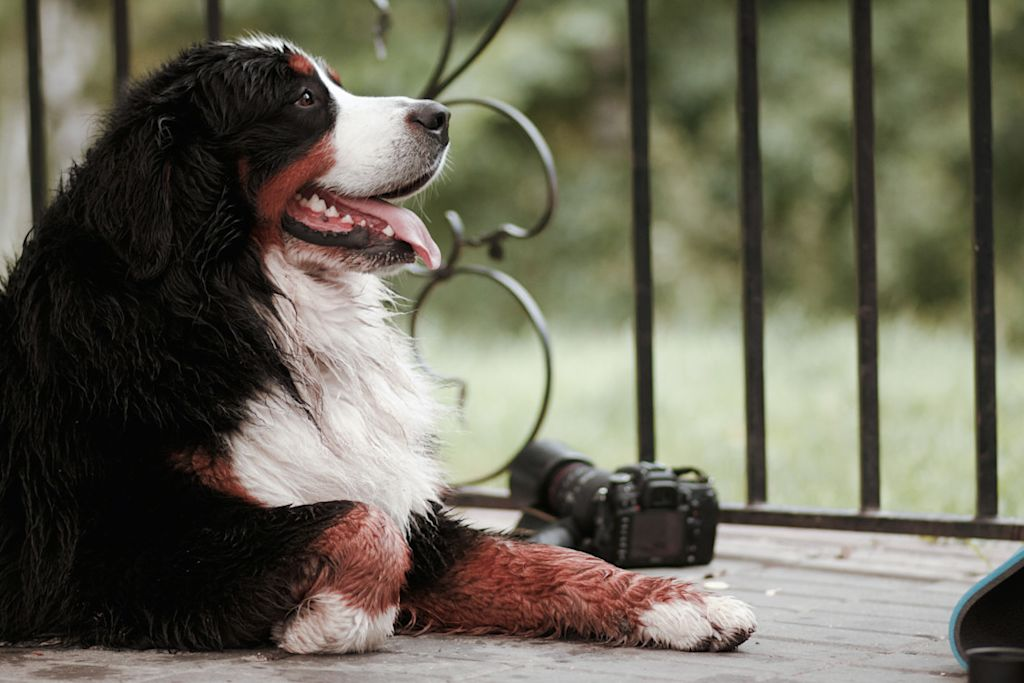 Natte Berner Sennen