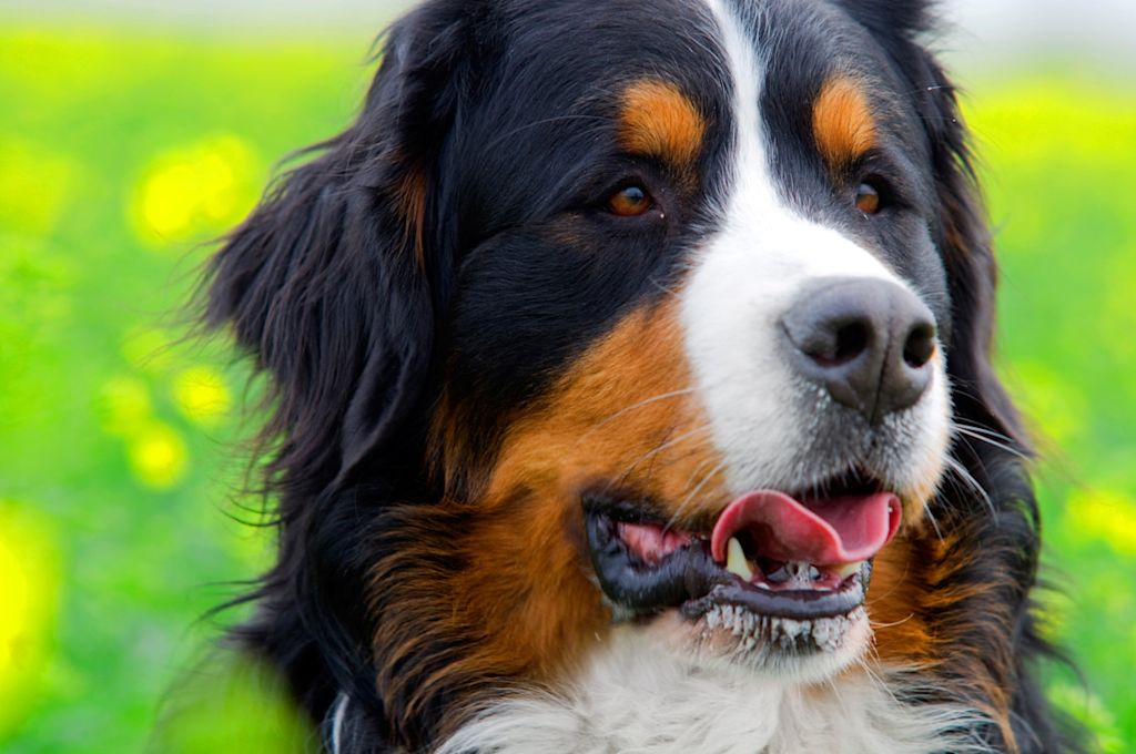 Twee Berner Sennenhonden