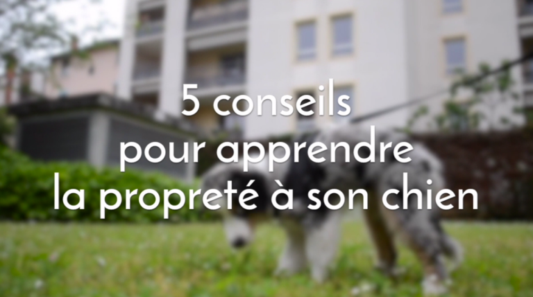 Comment garder son chien propre en 5 conseils