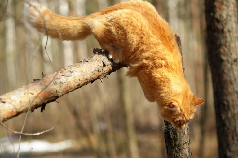 Chutes : un chat ne retombe pas toujours sur ses pattes