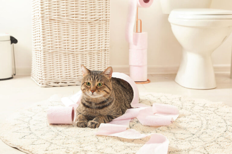 Aménager le coin « toilettes » de votre chat