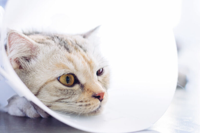Soignez vous-même les petits bobos de votre chat