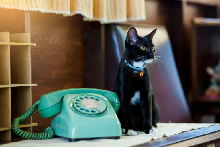 Bien communiquer avec son chat