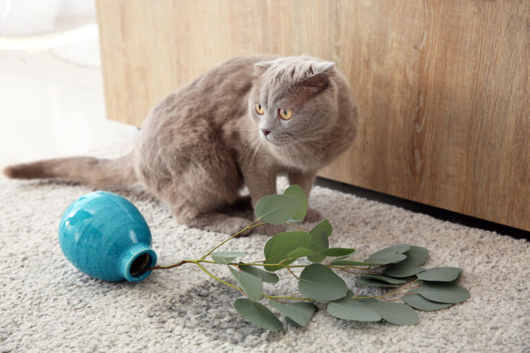 Accidents domestiques chez le chat : prenez les devants