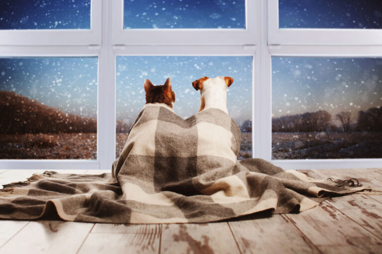 Chien et chat : les protéger des rigueurs de l’hiver