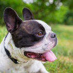 Bouledogue français