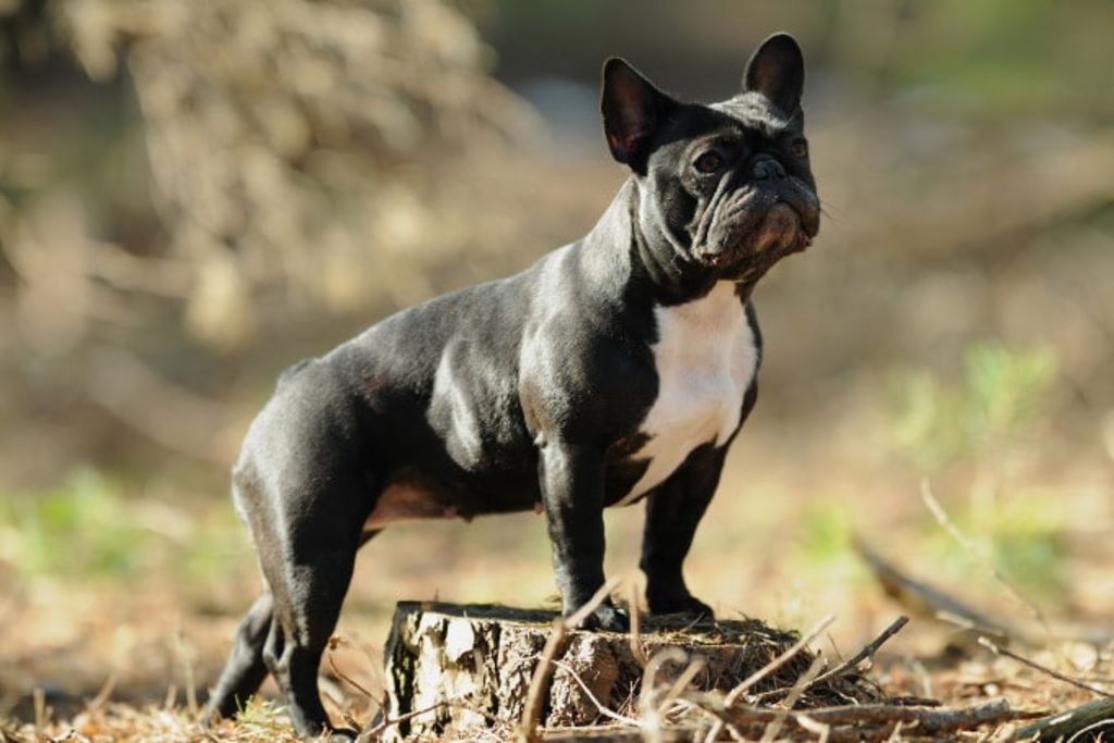 bouledogue-francais