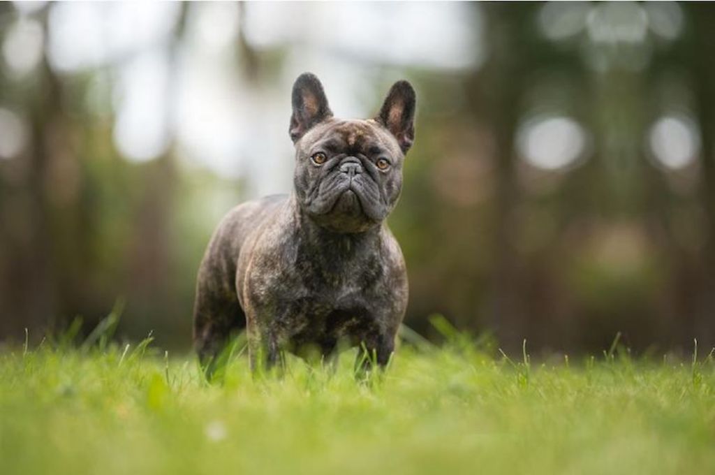bouledogue_fran&ccedil;ais