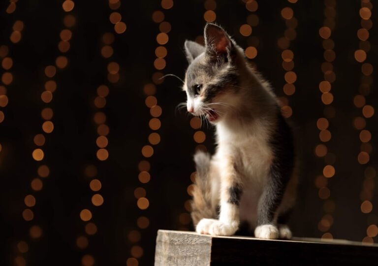 Pourquoi mon chat miaule la nuit ?