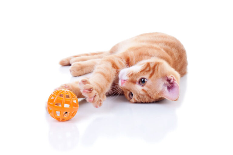 Une aire de jeux pour votre chat