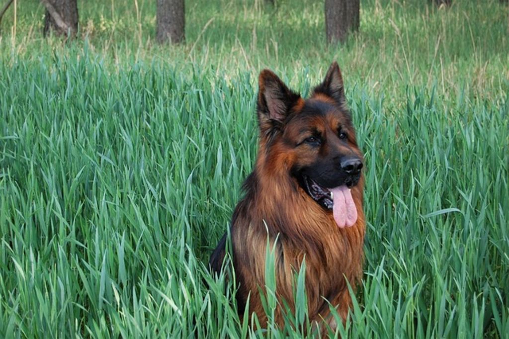 chien a poils longs