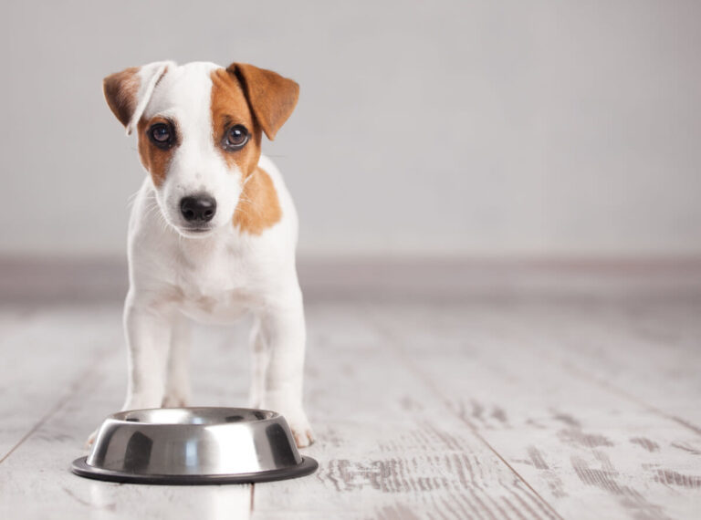 Pacemaker chien : une solution pour les problèmes cardiaque