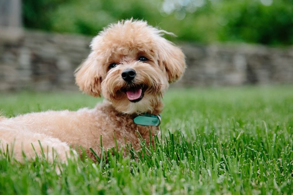 chiot caniche beige