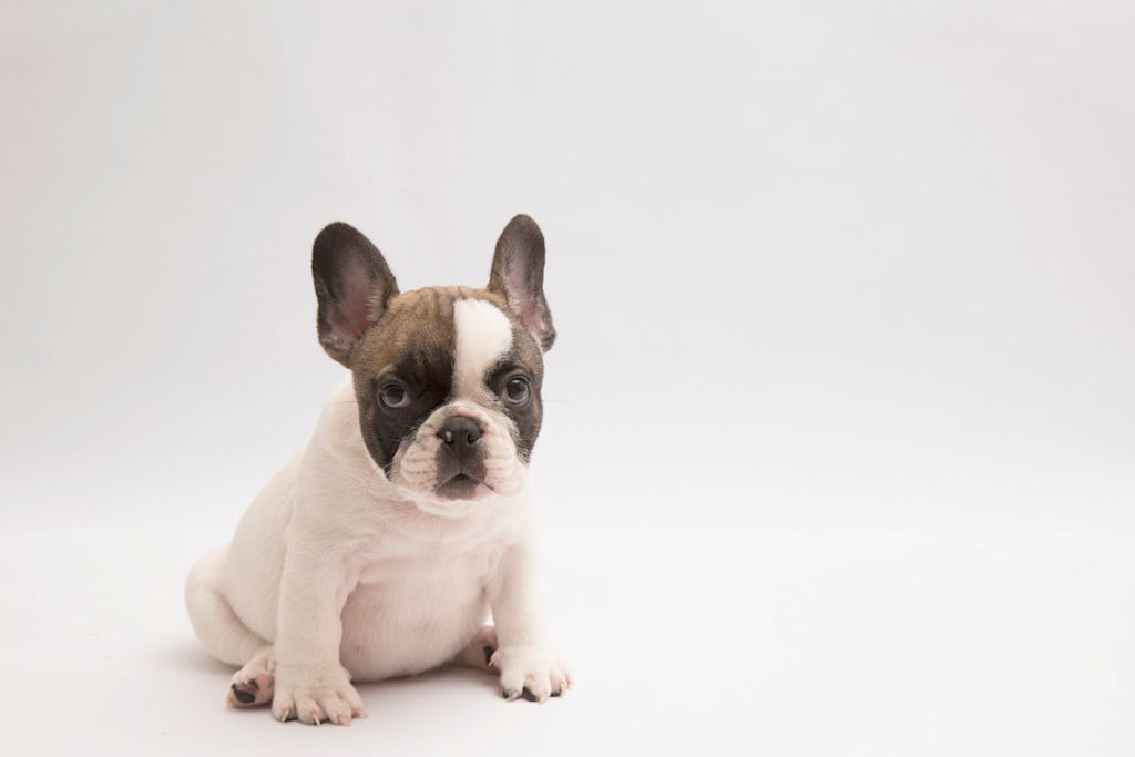 jeune Bouledogue fran&ccedil;ais