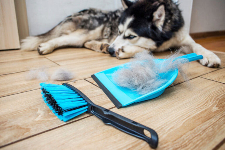 Perte de poils chez le chien : quand faut-il s’inquiéter ?